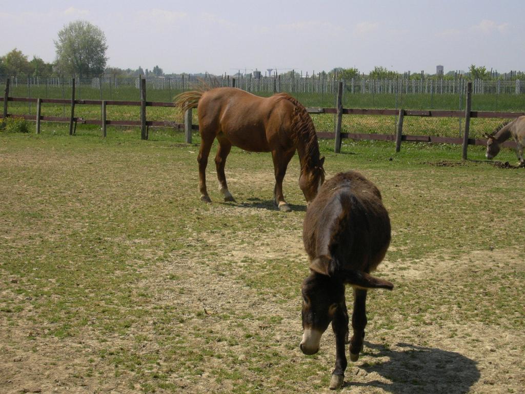 Agriturismo Casa Carpanelli Nonantola Eksteriør billede